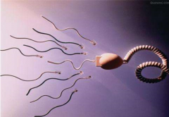 美国试管婴儿中如何调理好精子质量？