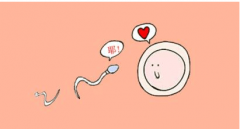 备孕美国试管婴儿中什么时候夫妻是精强卵壮呢