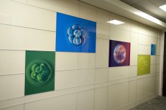 第三代试管婴儿促排卵的过程安全吗？